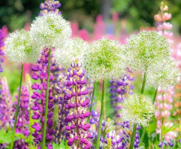 Oregon-Salem-colorful garden with Russell Lupine and Allium in full bloom